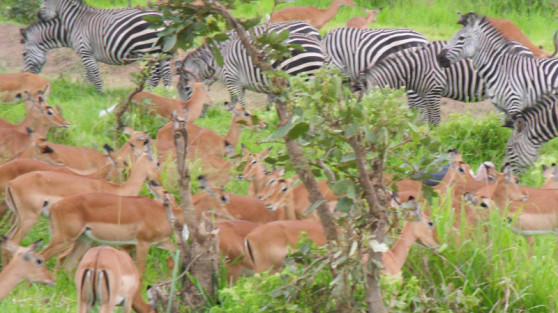 Zebra-Herde im Ruaha Nationalpark, Tansania
