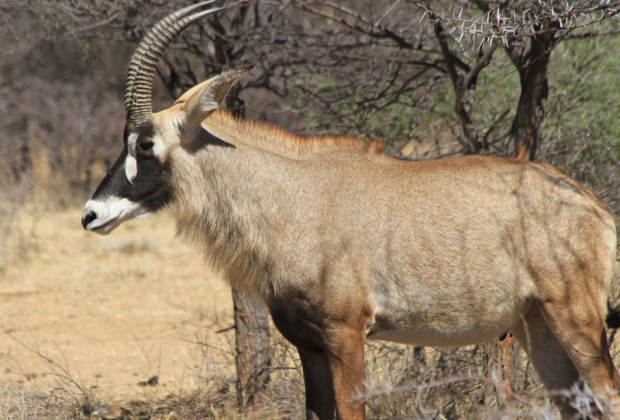 Namibia-Rundreise mit Safari