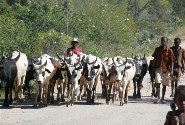Viehzüchter unterwegs, Madagaskar