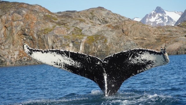 Grandiose Begegnung mit dem Wal