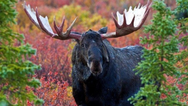 Alaska Tierwelt Hautnah