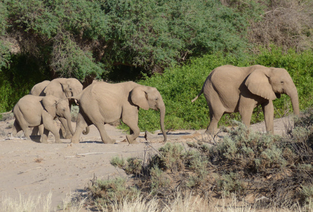 Süße Elefantenfamilie in Namibia