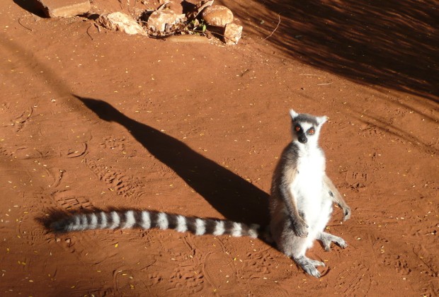 Lemur in Madagaskar, Erlebnisreisen