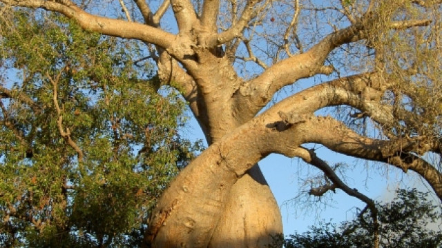 Majestätischer Baobab auf Madagaskar