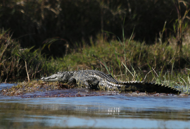Krokodil in beruhigender Entfernung, Abenteuerreise