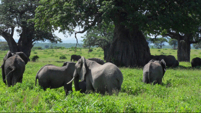 Ruaha Nationalpark Tansania