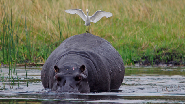 Flusspferd in Botswana