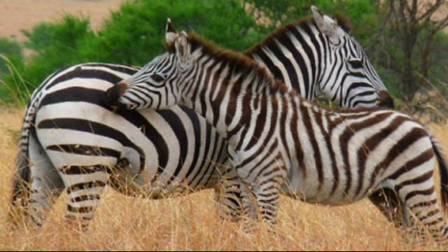 Zebra-Mutter mit Kind