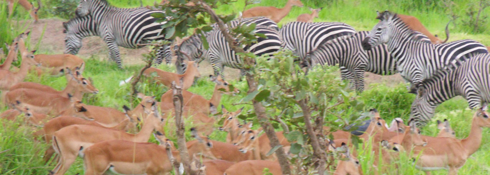 Selous Game Reserve in Tansania