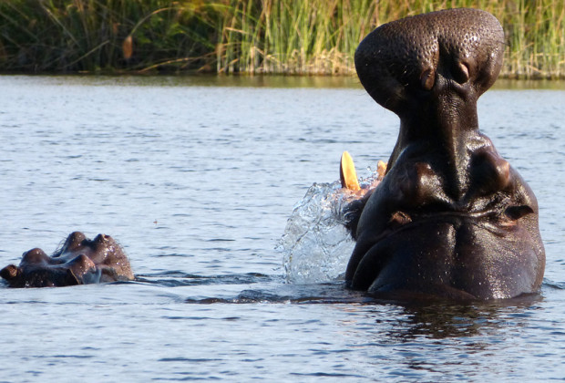 Hippo-Mama mit ihrem Kind, Namibia