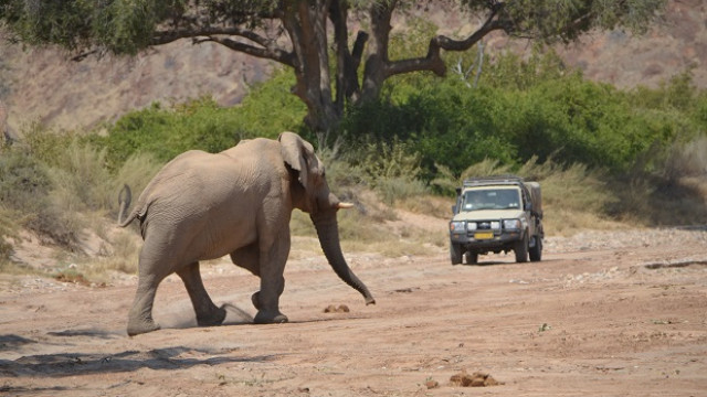 Der Elefant hat immer Vortritt!