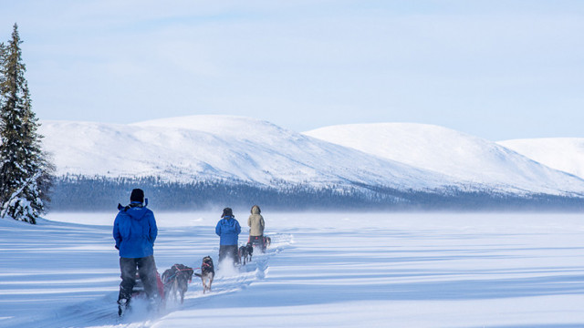PallasHusky 280218